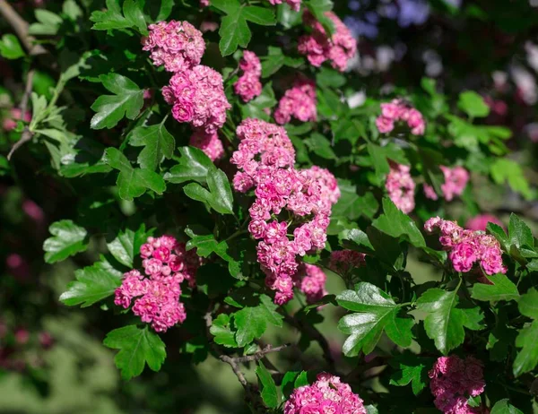 Bahar Bahar Arka Plan Kiraz Çiçek Açması Ağaçlarda Kiraz Çiçekleri — Stok fotoğraf