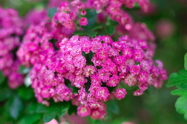 Цвітіння Вишневих Дерев Навесні Весняний Фон Весняне Цвітіння Вишні Рожеві — стокове фото
