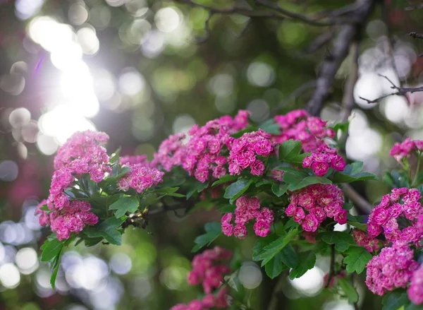 Stromy, Kvetoucí třešeň na jaře, na jaře pozadí. Jarní Třešňové květy, růžové květy. — Stock fotografie