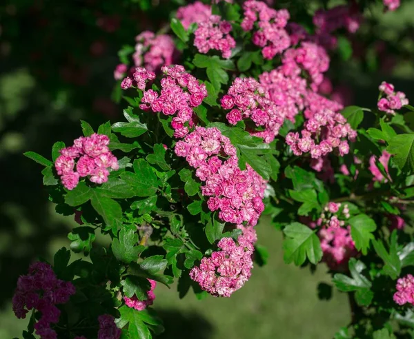 Cerezos florecientes en primavera, Fondo de primavera. Primavera Flores de cerezo, flores rosadas . — Foto de Stock