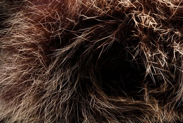 Struttura Pelo Red Brown Grey Wolf Fox Bear Fur Natural — Foto Stock
