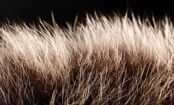 doku kürk. Kızıl kahverengi gri kurt, tilki, ayı kürk doğal, hayvan yaban hayatı kavramı ve arka plan, doku ve duvar kağıdı için stil. Makro Brown kürk