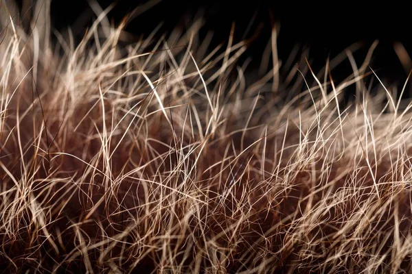 doku kürk. Kızıl kahverengi gri kurt, tilki, ayı kürk doğal, hayvan yaban hayatı kavramı ve arka plan, doku ve duvar kağıdı için stil. Makro Brown kürk