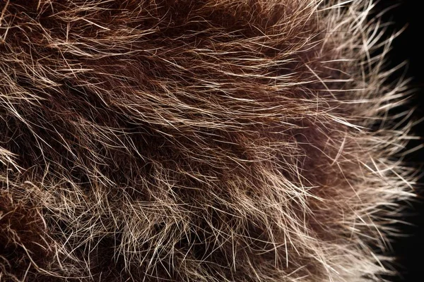 doku kürk. Kızıl kahverengi gri kurt, tilki, ayı kürk doğal, hayvan yaban hayatı kavramı ve arka plan, doku ve duvar kağıdı için stil. Makro Brown kürk