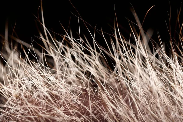 doku kürk. Kızıl kahverengi gri kurt, tilki, ayı kürk doğal, hayvan yaban hayatı kavramı ve arka plan, doku ve duvar kağıdı için stil. Makro Brown kürk