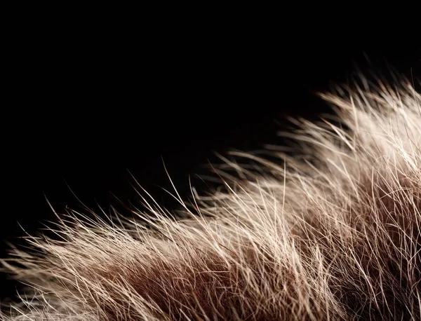 doku kürk. Kızıl kahverengi gri kurt, tilki, ayı kürk doğal, hayvan yaban hayatı kavramı ve arka plan, doku ve duvar kağıdı için stil. Makro Brown kürk