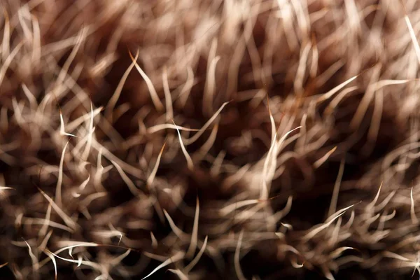 doku kürk. Kızıl kahverengi gri kurt, tilki, ayı kürk doğal, hayvan yaban hayatı kavramı ve arka plan, doku ve duvar kağıdı için stil. Makro Brown kürk