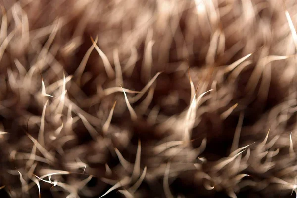 doku kürk. Kızıl kahverengi gri kurt, tilki, ayı kürk doğal, hayvan yaban hayatı kavramı ve arka plan, doku ve duvar kağıdı için stil. Makro Brown kürk