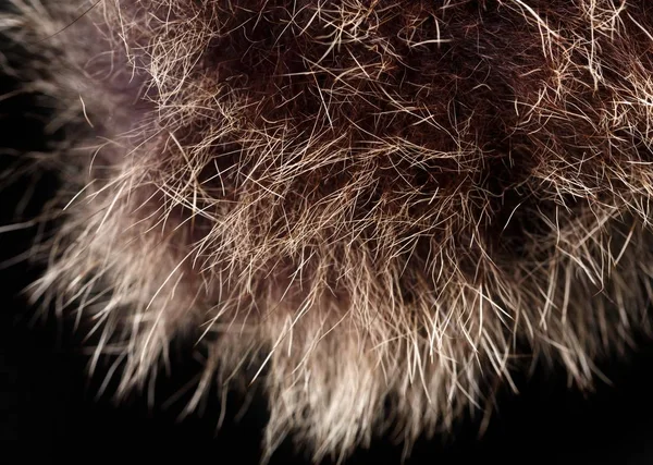 doku kürk. Kızıl kahverengi gri kurt, tilki, ayı kürk doğal, hayvan yaban hayatı kavramı ve arka plan, doku ve duvar kağıdı için stil. Makro Brown kürk