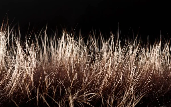 doku kürk. Kızıl kahverengi gri kurt, tilki, ayı kürk doğal, hayvan yaban hayatı kavramı ve arka plan, doku ve duvar kağıdı için stil. Makro Brown kürk