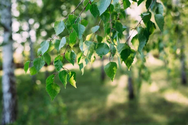 Küçük yeşil ağaç güneş ışığında yaprak. Doğal doku, bitkisel arka plan.