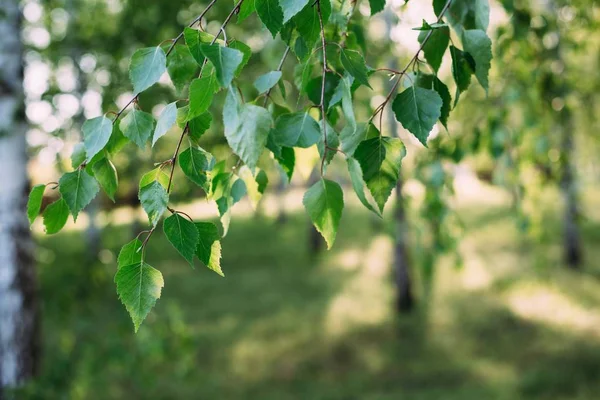 Küçük yeşil ağaç güneş ışığında yaprak. Doğal doku, bitkisel arka plan.