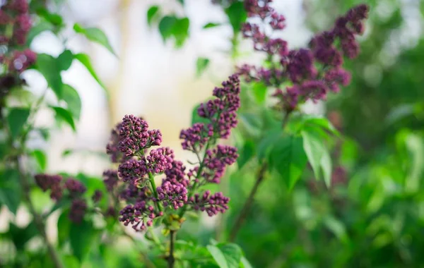 Bush, Lila, leylak arka plan. güneş ışığı altında Eflatun çiçekli güneşli arka plan bahar.