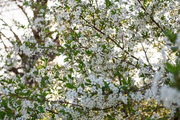 Apple trees flowers. Blooming apple tree in springtime. White flowers. Spring background. Fruit tree flowers
