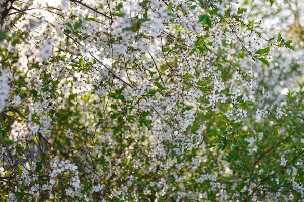 Flores Macieiras Macieira Florescendo Primavera Flores Brancas Fundo Primavera Flores — Fotografia de Stock