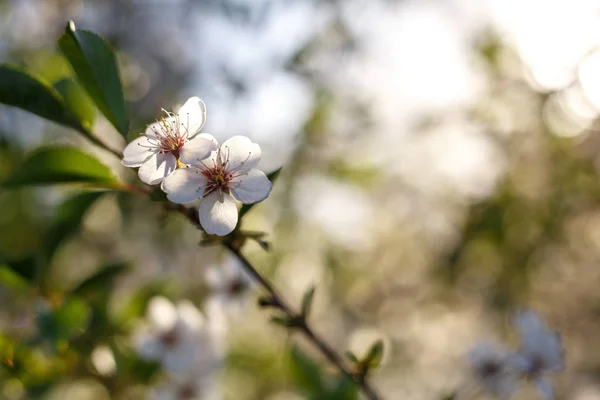 Apple trees flowers. Blooming apple tree in springtime. White flowers. Spring background. Fruit tree flowers