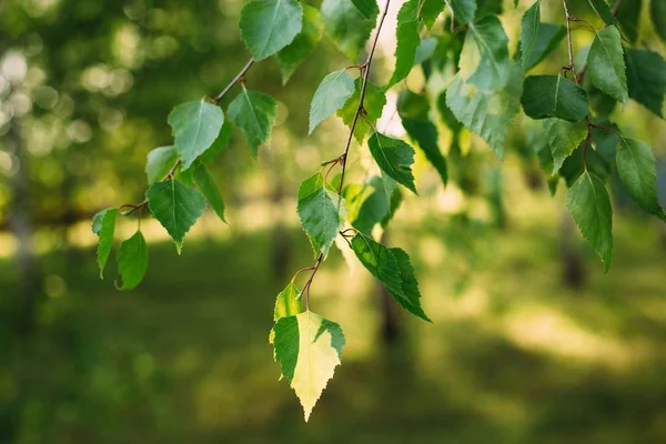 Küçük yeşil ağaç güneş ışığında yaprak. Doğal doku, bitkisel arka plan.
