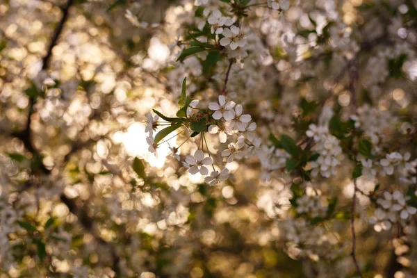 Apple trees flowers. Blooming apple tree in springtime. White flowers. Spring background. Fruit tree flowers