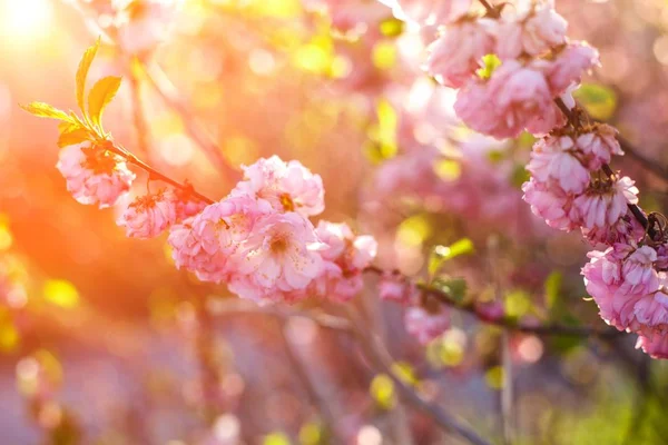 Bahar, Bahar arka plan kiraz çiçek açması ağaçlarda. Kiraz çiçekleri, pembe çiçekler bahar.