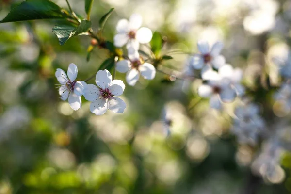 Apple trees flowers. Blooming apple tree in springtime. White flowers. Spring background. Fruit tree flowers