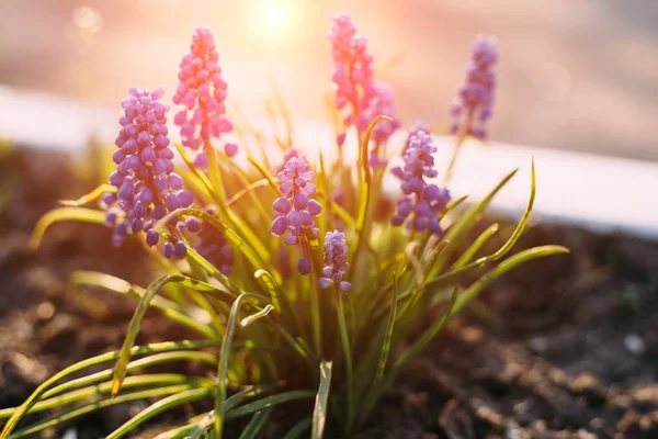 Mor muscari Muscari Armeniacum Viola. Birçok muscari mavi çiçek yeşil. Bahar muscari sümbül çiçek. Güzel mavi bahar tatil doğa arka plan mavi çiçek açması ile portre çiçekler