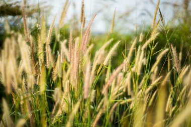 Soyut çiçek ağaç bokeh arka plan bulanık için 