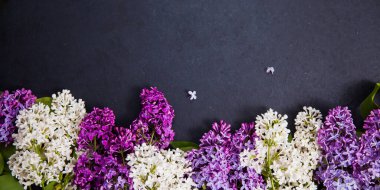 Pankart için koyu arkaplanda mor ve beyaz leylak düzenleme.