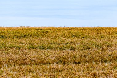 Alan geç akşam Mısır.