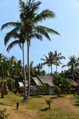 Palmiye ağaçları ve küçük bungalow Koh Mak Adası. Tayland. 