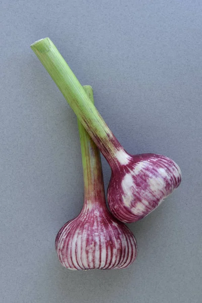 Bir çift genç sarımsak başkanları.