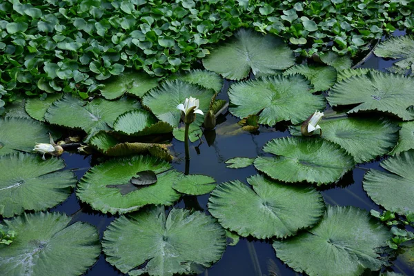 Botões brancos de lírios de água em uma lagoa. Banguecoque. Tailândia. Ásia . — Fotografia de Stock