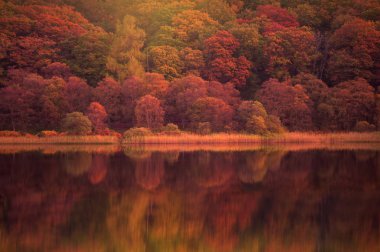 Autumn reflections in Upper lake,Ireland clipart