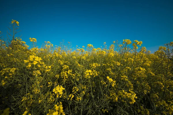 Field of flowering oilseed rape. — Stock Photo, Image