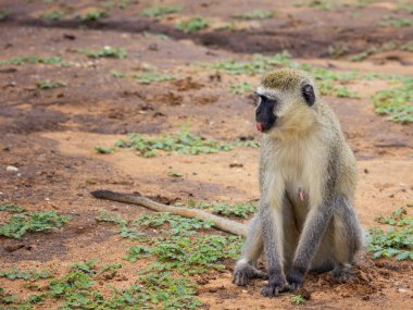 Vervet maymun Park