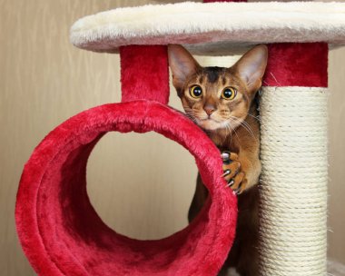 Komik abyssinian kedi dışarı atlar