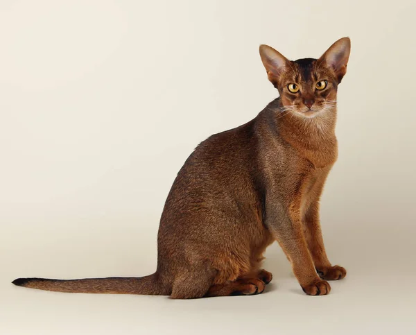 Gatto abissino rubicondo su beige — Foto Stock