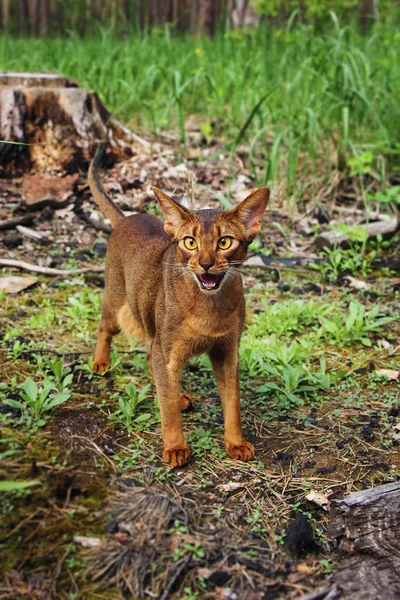 Ruddy Abessinier katt i skogen — Stockfoto