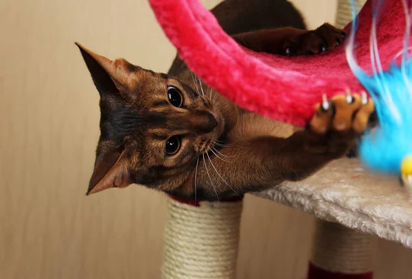 Cat playing with toy, feathered