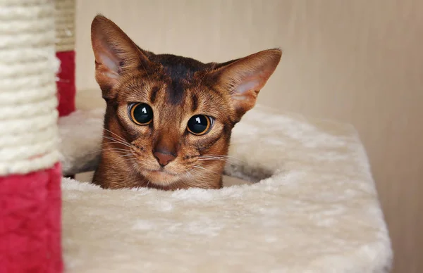 Смешная абиссинская кошка смотрит — стоковое фото