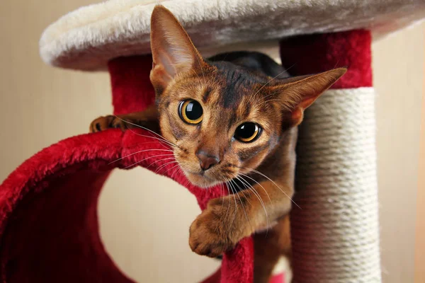 Funny abyssinian cat jumps out
