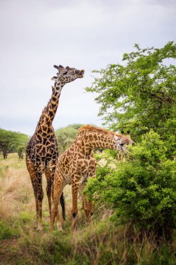 Tarangire Milli Parkı, Tanzanya içinde iki zürafa