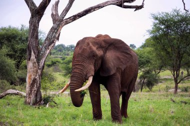 Savannah Afrika fili