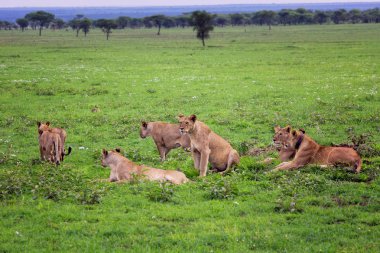 Çimenlerin üzerinde dinlenme aslan gurur