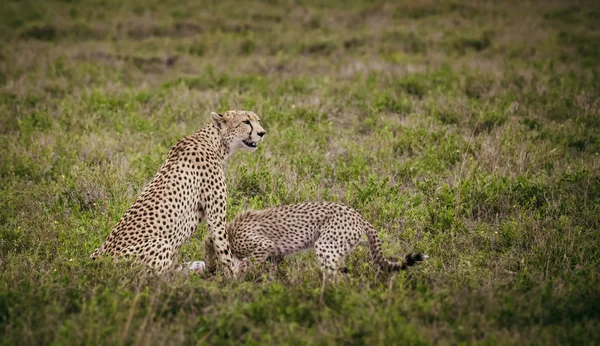 Familia Cheetah comiendo su presa — Foto de Stock