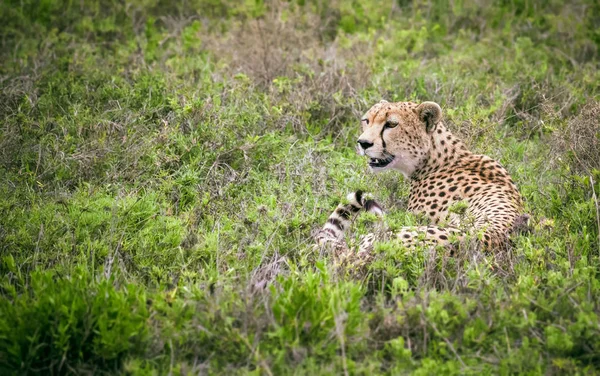 Cheetah acostado en la hierba — Foto de Stock