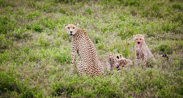 Familia Cheetah comiendo su presa — Foto de Stock