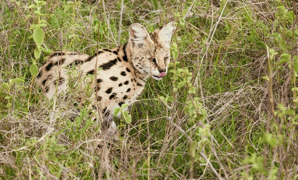 Servo nella savana africana — Foto Stock