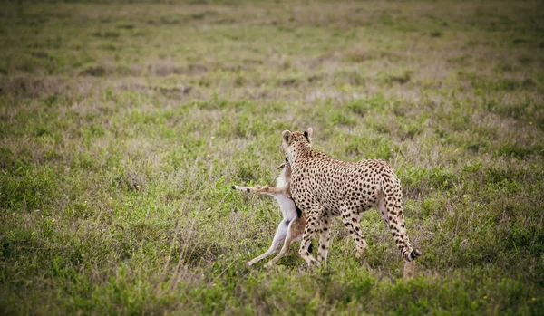 Cheetah and gazzelle in its jaws — Stock Photo, Image