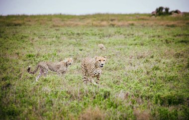 Cheetahs in african savanna clipart