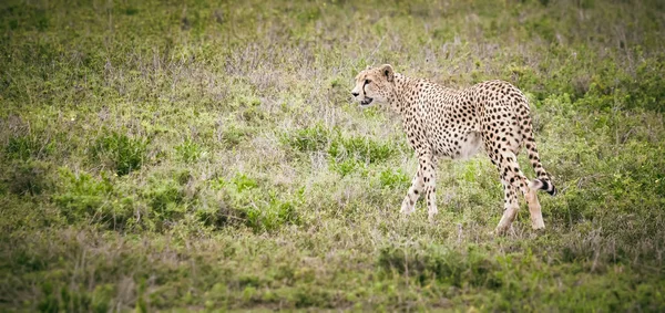 Cheetah andando na savana africana — Fotografia de Stock